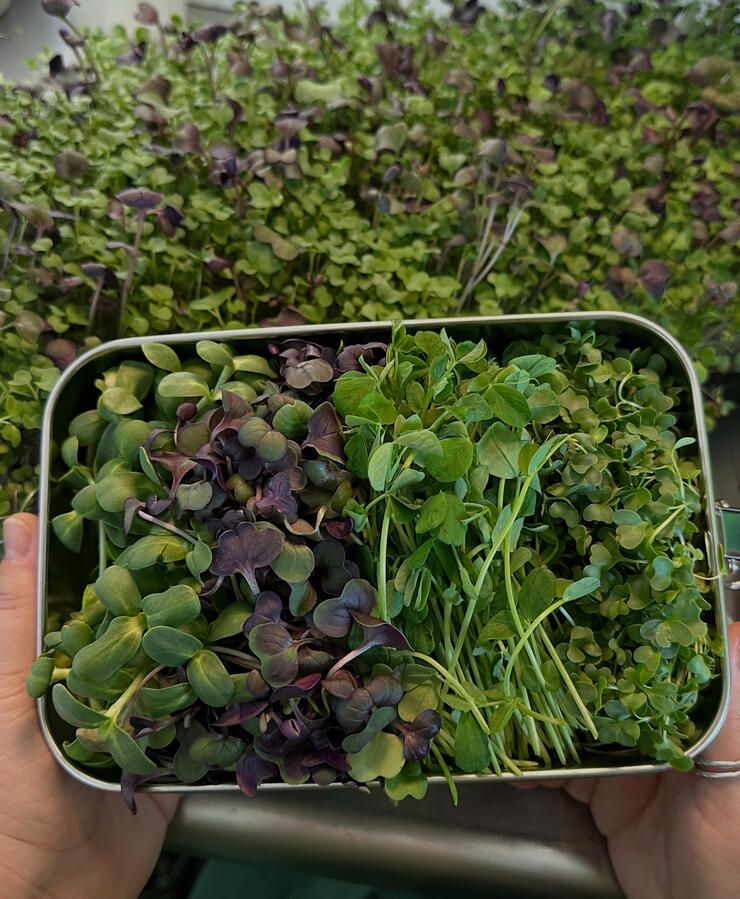 Microgreens packaged right after harvest. Microgreens in reusable delivery containers.